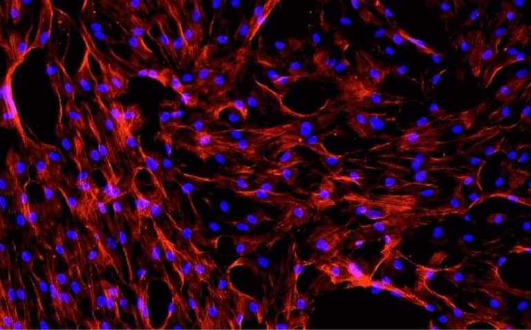 biomanufacturing cells abstract