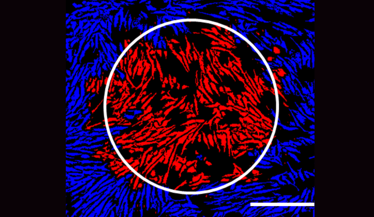 Member Spotlight Cell X Technologies ARMI